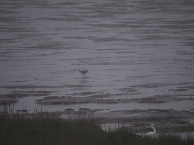 Birdwatching in the fog