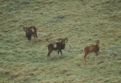 Wildlife 2024