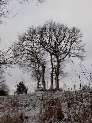 January winter scene
