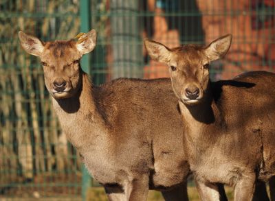 Red deer