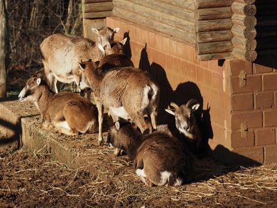 Mouflons enjoying the cold January sun