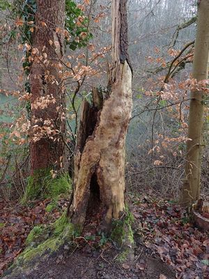 Dead tree stump