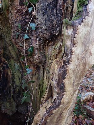 Dead tree stump