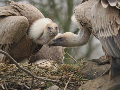 Griffon vultures