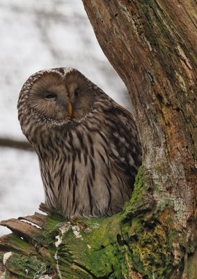 Ural owl - Strix uralensis