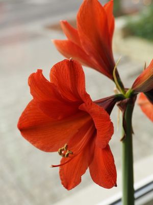 Amarylis