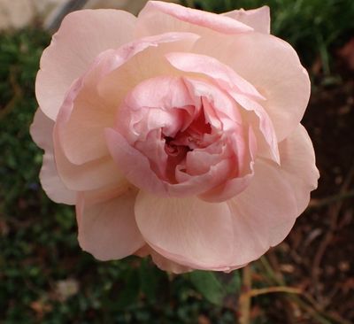 Last rose of 2024
