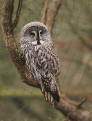 Great grey owl - Strix nebulosa