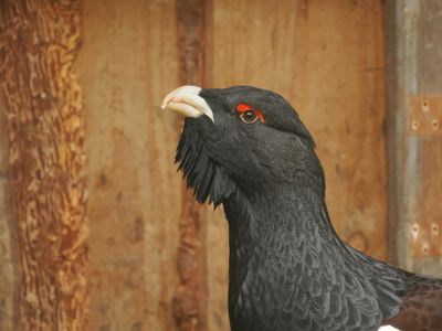 Capercaillie - male
