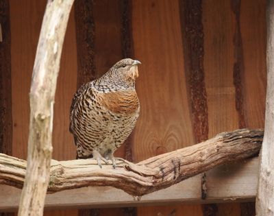 Capercaillie - female