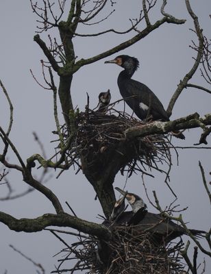 Great cormorants
