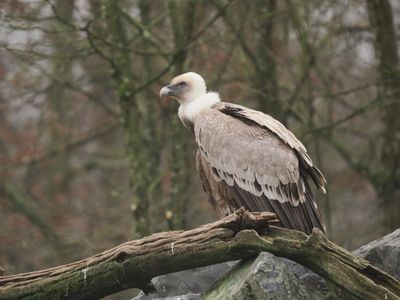 Griffon vulture
