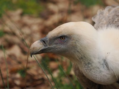 Griffon vulture