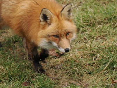 Fox