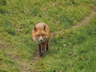 Fox