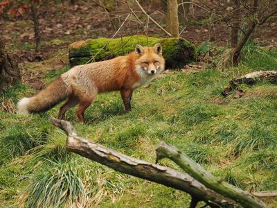 Fox