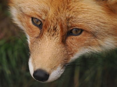 Fox