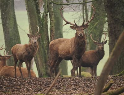 Red deer