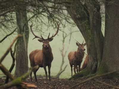 Red deer