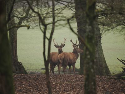 Red deer