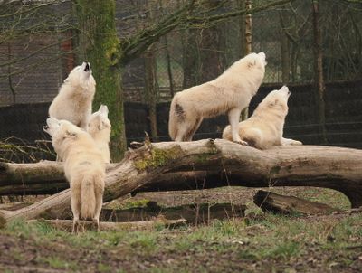 Arctic wolves - howling