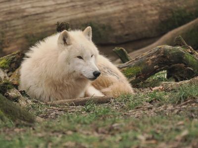 Arctic wolf