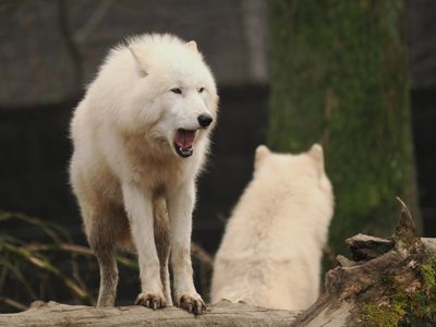 Arctic wolf
