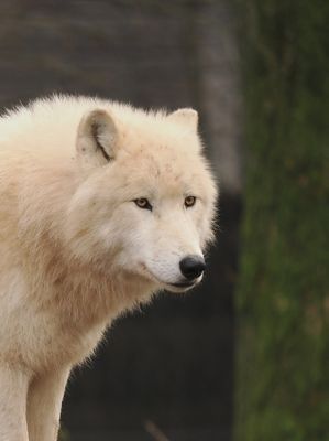 Arctic wolf