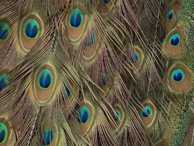Peacock tailfeathers
