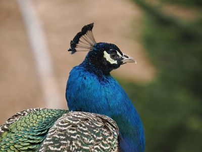 Peacock