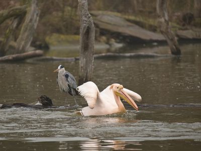 Pelican - looking a little worried about what the heron might do