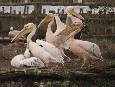 Pelicans in nuptial outfit