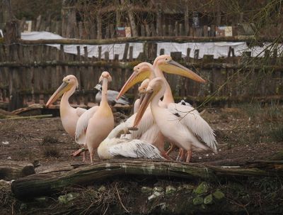 Pelicans in nuptial outfit
