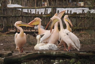 Pelicans in nuptial outfit