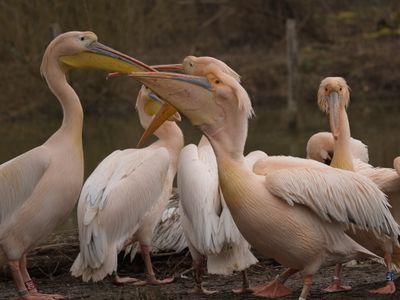 Big-mouthed pelicans
