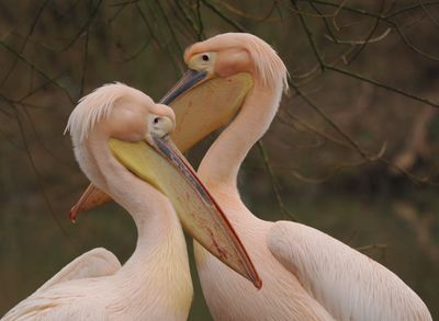 Pelicans in nuptial outfit