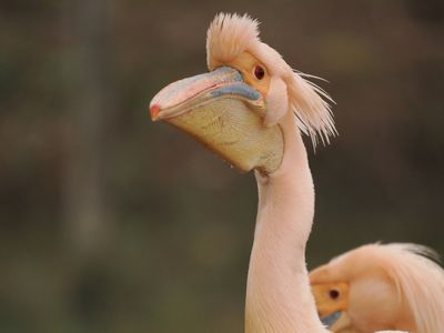 Pelican - ready for his Valentine