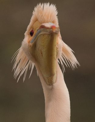 Pelican - giving the photographer a look