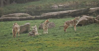 Coyotes