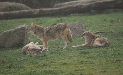 Coyotes