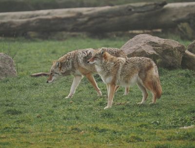 Coyotes