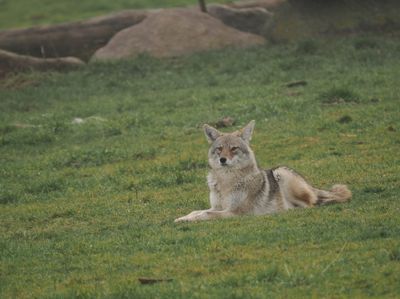 Coyote