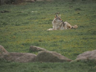 Coyote