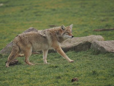 Coyote