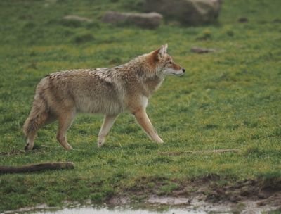 Coyote