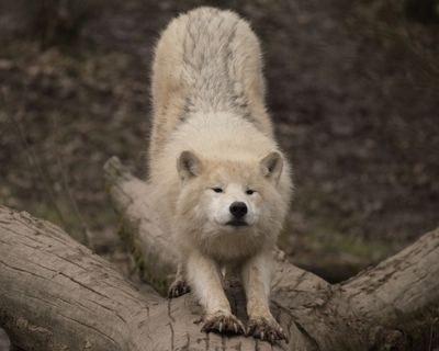 Arctic wolf