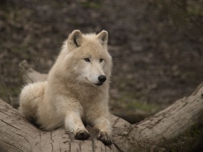 Arctic wolf