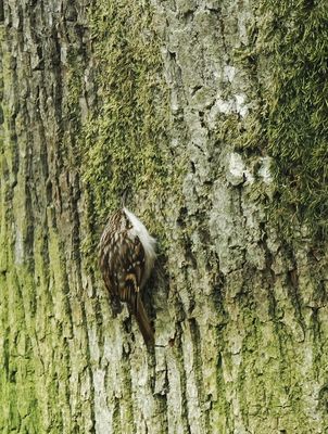 Treecreeper