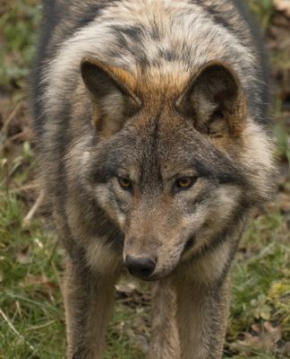 Eurasian wolf