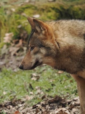Eurasian wolf